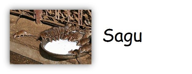 Sagu